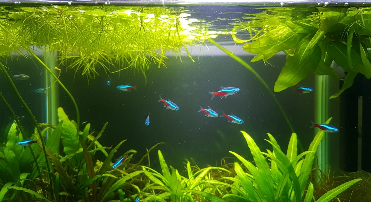 水合わせ完了!魚を水槽に放す際の最後の注意点